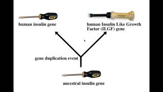 1B Paralogs BIO305 Developmental Biology David Champlin USM [upl. by Galateah]