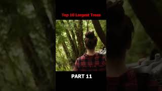 10 BIGGEST Trees in the World Part 11 [upl. by Nehgaem]