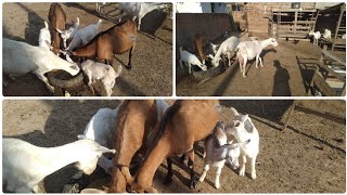 criação de cabras leiteira sitio gado animais [upl. by Nauqas]