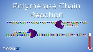 What is PCR Polymerase Chain Reaction  miniPCR bio™ [upl. by Gaeta101]