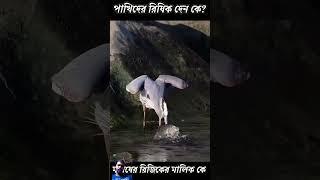 birds animals bangla emotional trending quranrecitation asrafi qurantilawat mdenamulhossen [upl. by Par]