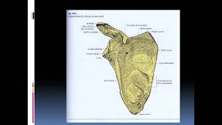 Parte 1 Osteología de miembro superior [upl. by Alket435]