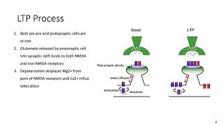 Long Term Potentiation LTP Memory How we Learn Explained NMDAAMPA Mechanism [upl. by Anilra]