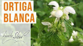 Ortiga blanca Lamium album [upl. by Marchese529]