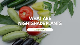 What Are Nightshade Plants [upl. by Acinomad214]