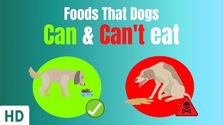 Foods That Dogs Can And Cant Eat [upl. by Joelie751]