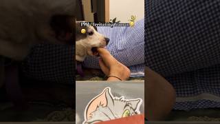 My dog new game Irritating me 🤣🤣🤣🤣🤣 shorts youtubeshorts dogshorts dog [upl. by Anem]