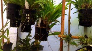 Cool growing Orchids Set up Orchid Care and tips For Dracula and Other cool growing Orchids [upl. by Thordia]