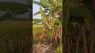 Arati chettu  Village farmingbananatree lifeofvillage RamyaThings [upl. by Scevour448]