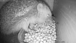 Hedgehog discovers the Hog House café The noise is unbelievable [upl. by Ettari558]