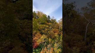 札幌国際スキー場いち早く見られる紅葉🍁北海道 [upl. by Yelsnia580]