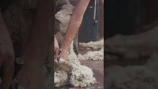 Sheep Handling Made Easy🐑 [upl. by Glick190]