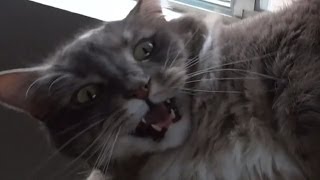 Various Cats and Kittens Meowing Compilation [upl. by Ilhsa]