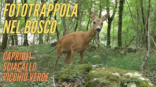 Fototrappola nel bosco  caprioli sciacallo e picchio verde [upl. by Bambi547]