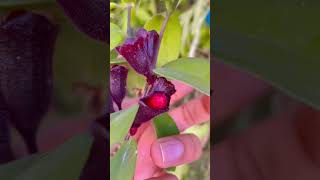 Lipstick plant Aeschynanthus rareflower rareplants BackyardGardeningHindi [upl. by Vandervelde]