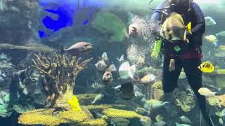 Gathering at Ripley’s Aquarium  Downtown Toronto Ontario Canada 🇨🇦 ripleysaquarium [upl. by Reiko676]