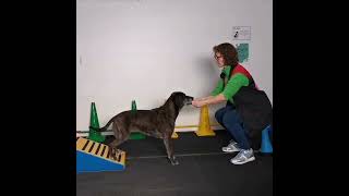 Trainen van de achterhand  Sport en Spel voor Dieren [upl. by Adnilemre]