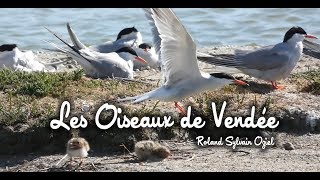 Oiseaux de Vendée  Roland Sylvain OZIEL  Vidéaste animalier en Vendée Oiseaux de Vendée [upl. by Llewej550]