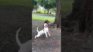 Dogo argentino attack on doberman 😱dog trending dogoargentino doglover vlog shorts viralvideo [upl. by Akinihs]