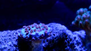 Pocillopora amp Cyphastrea Meteor Shower Coral [upl. by Ardnuassac]