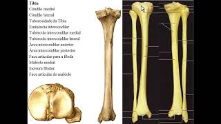 OSSOS DE MEMBRO INFERIOR PARTE 3  OSSOS DA PERNA [upl. by Klein614]