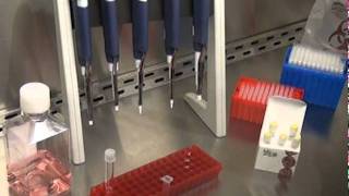 Mirus TransITLT1 Transfection Reagent Protocol [upl. by Barny126]