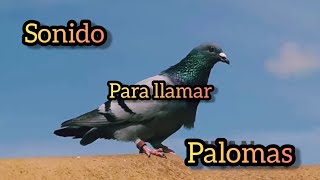 SONIDOS DE PALOMAS 🕊️  Llamarse entre si  sound for birds [upl. by Salokkin]