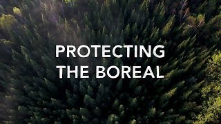 Protect the Boreal Forest [upl. by Skardol]