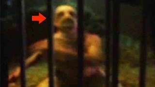 20 CREEPY Unknown Creatures Caught on Tape [upl. by Nimsay]