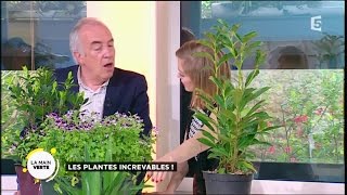 Les plantes increvables [upl. by Bithia]