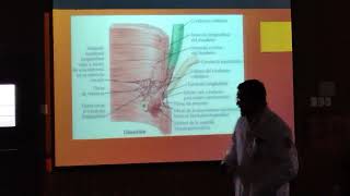 Teórica Anatomía Duodeno Páncreas y Bazo [upl. by Dralliw479]