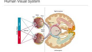 Introduction to Psychology 33 Sensation and Perception Vision [upl. by Duff607]