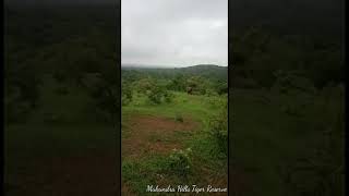 Mukundra Hills Tiger Reserve kotajhalawarRajasthan ka njara [upl. by Lori783]