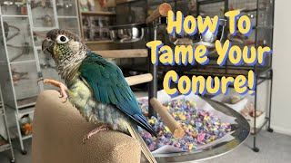 Conure Bonding  How To Bond With And Tame Your Conure  TheParrotTeacher [upl. by Hoye]