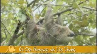 Oso Perezoso de dos dedos [upl. by Alesandrini]