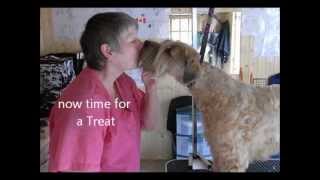 Trimming a Wheaten Terrier  Part 6 [upl. by Joline]