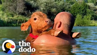 Baby Cow Insists On Jet Skiing With His Dad  The Dodo [upl. by Childs]