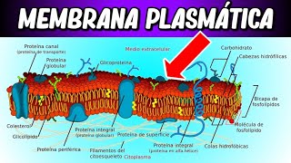 Estructura de la MEMBRANA CELULAR  ¿Por qué es tan IMPORTANTE [upl. by Eiluj]