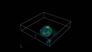 Gastric Organoid 3D Imaging of Pan Cytokeratin [upl. by Colly345]