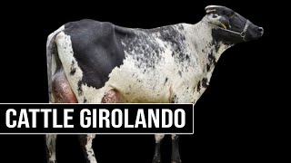 🔴 What Is GIROLANDO Cattle And How Did It Originate 🥛 [upl. by Colbye601]