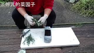 张婶儿的菜园子：迷迭香的插枝繁殖，一盆变十盆How to Grow Rosmarinus Officinalis From Cuttings Fast and Easy迷迭香 Rosmarinus [upl. by Windzer]