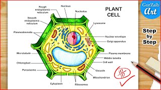 Plant Cell Diagram Drawing  Plant cell structure Labelled  Step by step [upl. by Gearard441]