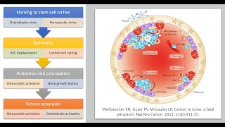 Normal Bone Marrow Biology Relevant to the Imaging of Metastases [upl. by Shannah145]