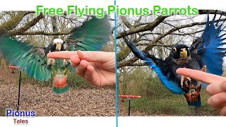 Pionus Parrot Spooks during FreeFly [upl. by Crudden108]