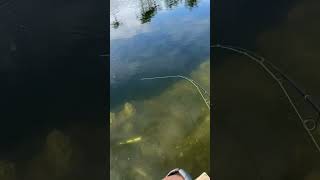 Nice little cichlid 🪖 youtubeshorts cichlid fish viralvideo catchinbass freshwaterfish [upl. by Adekahs715]