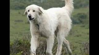 Maremma Sheepdog History And Information [upl. by Ynaitirb]