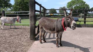 Adoption donkey Gareth practising his singing voice at The Donkey Sanctuary [upl. by Renaldo618]