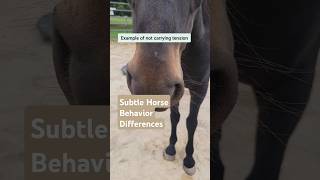 Subtle Horse Behavior  Recognizing the Difference alternativehorsemanship [upl. by Odragde]