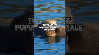 Discover the animals that dominate Earths population 🌎👑 top10 facts viral shorts trending [upl. by Melva]