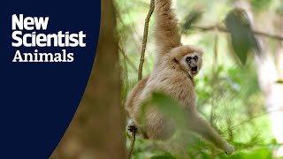 Gibbons sing duets with rhythmic qualities to help build social bonds [upl. by Irec]